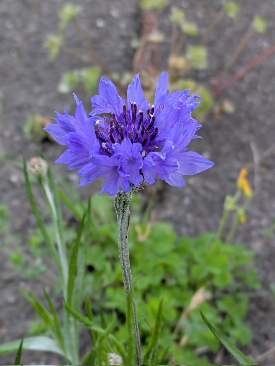 ういとら tweet media