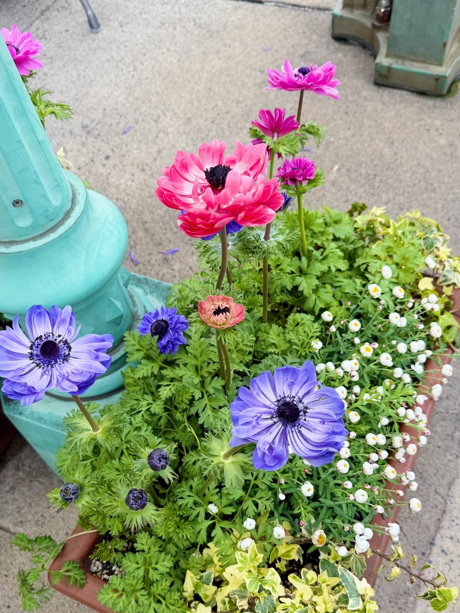 ユニバで感じた春のパルマみ🌼💕