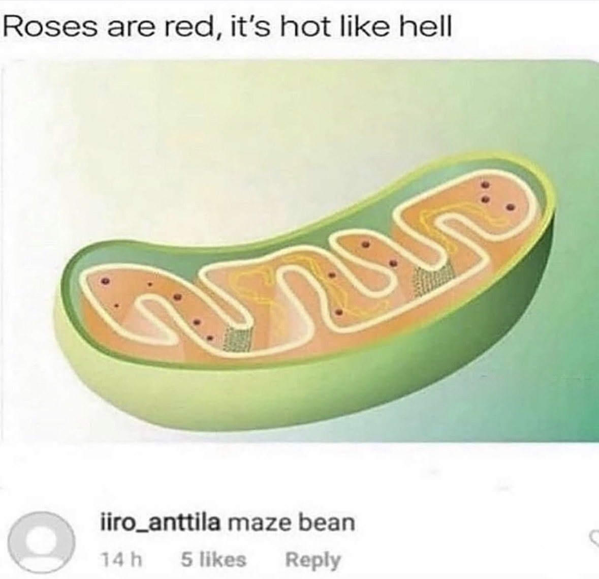 Respectful Memes tweet media