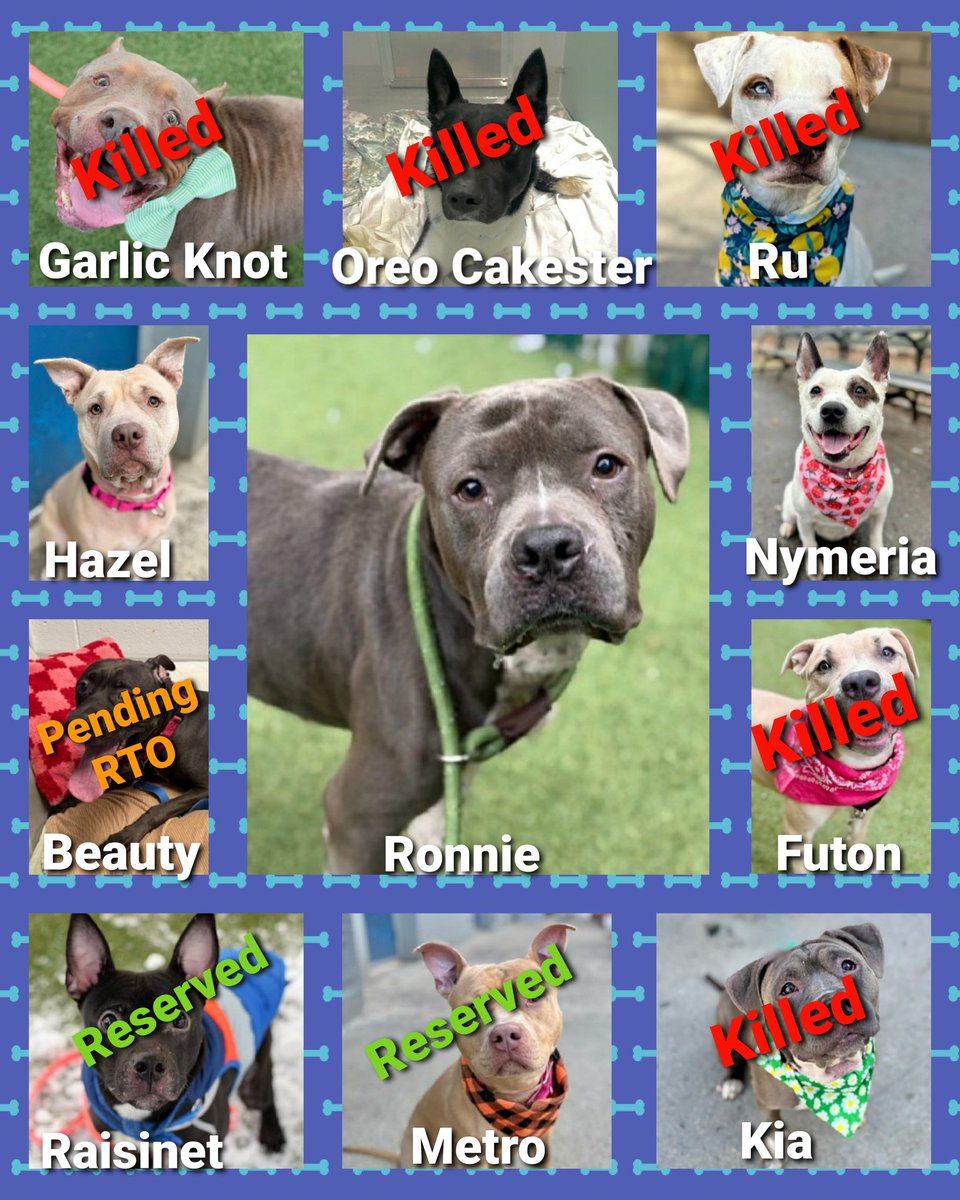 MorgFairsdogs's tweet image. TAP Pledge Totals
#PLEDGES #NYCACC 
#MorgFairsDogs 

Kill Commands
Ronnie $242 😭
Nymeria $280 😭
Hazel $290
Beauty $449 (pending RTO)
