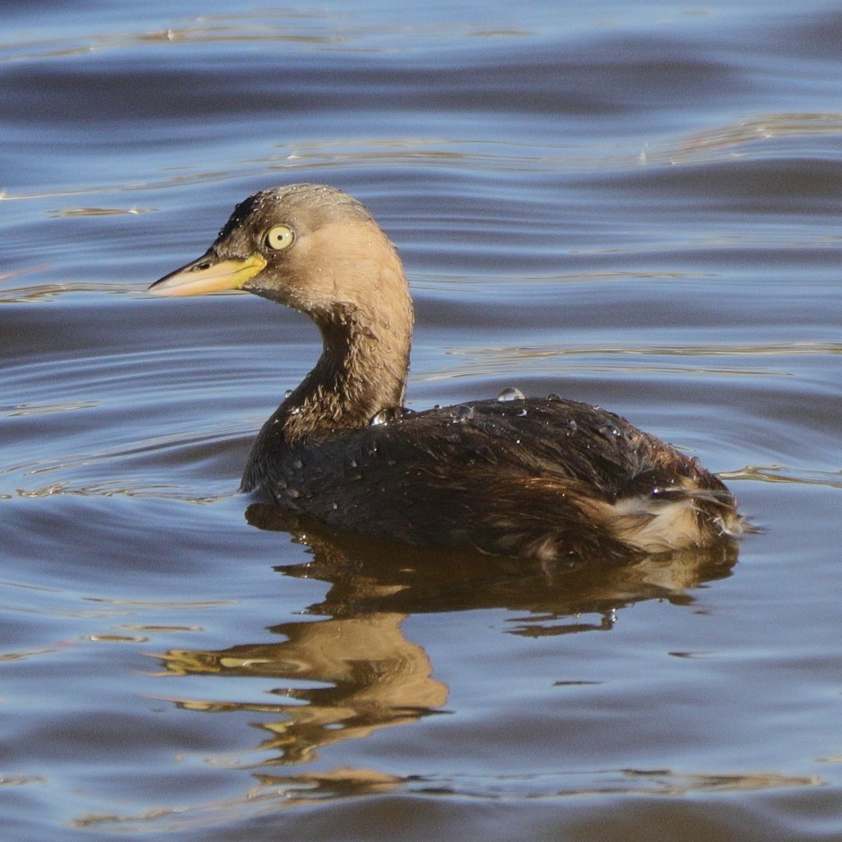 かぴぃ tweet media