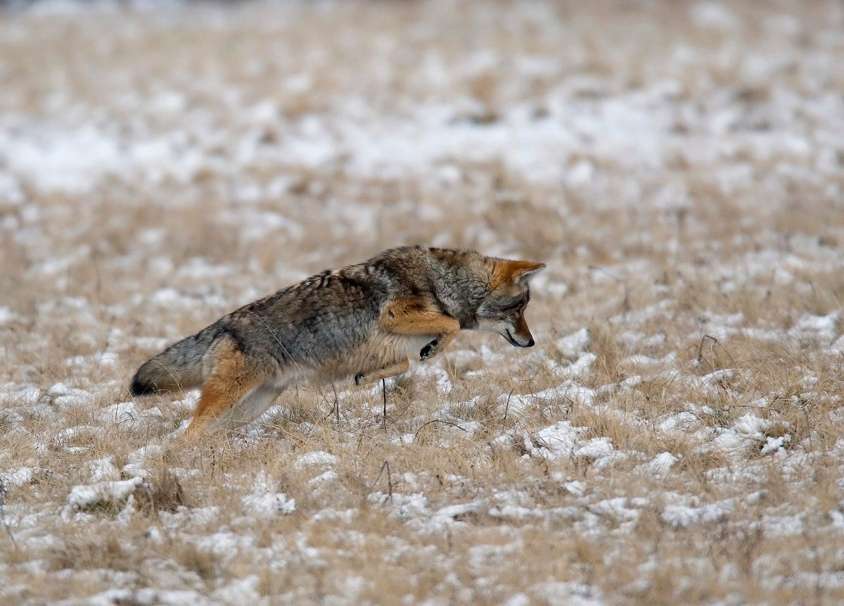 Captivating Canines tweet media