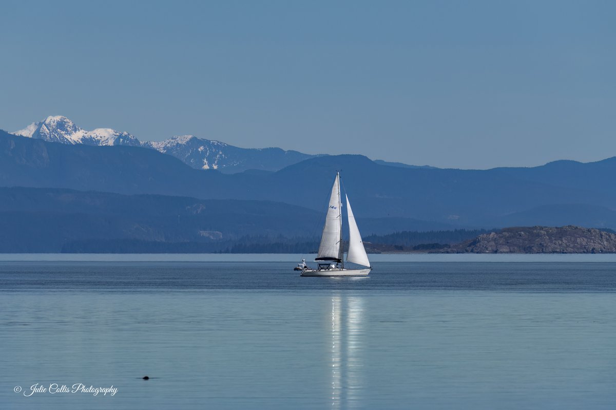 Julie Collis tweet media