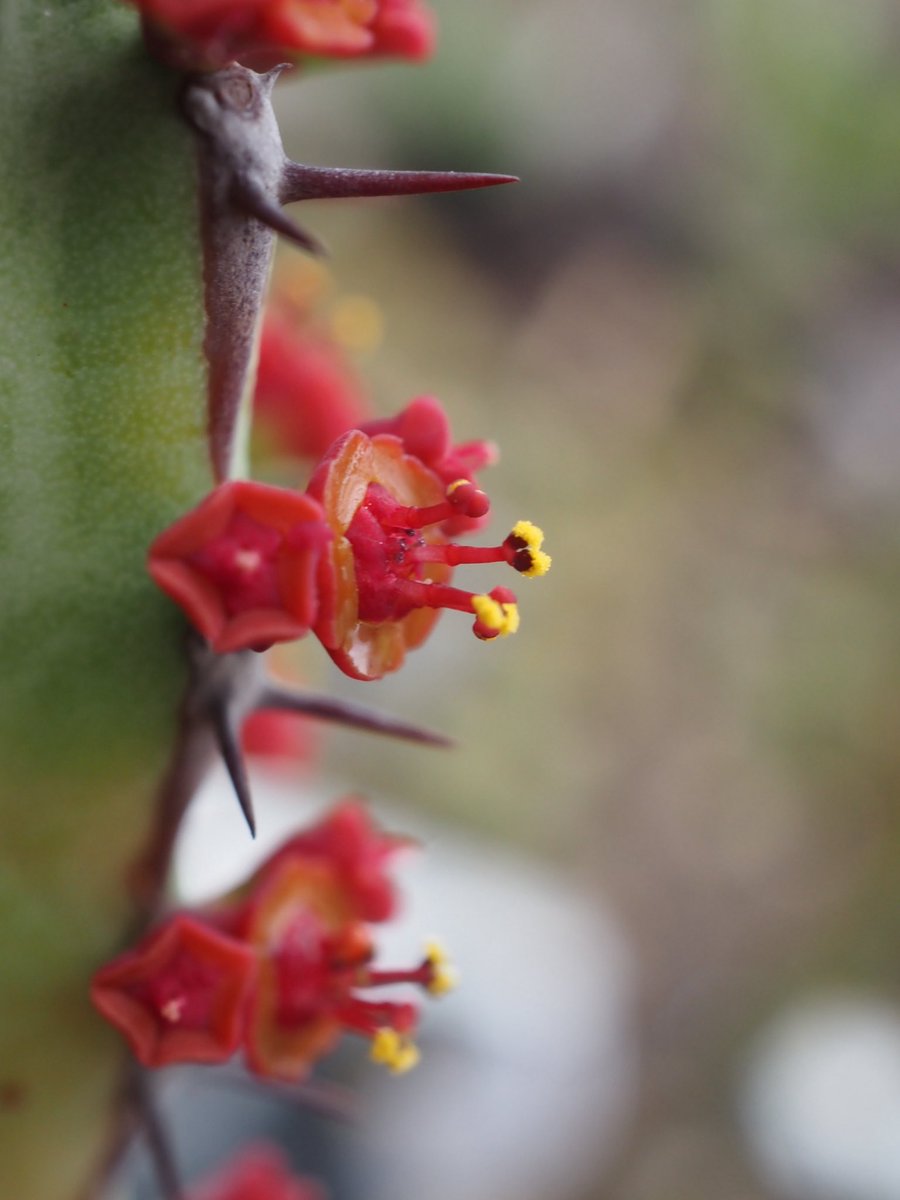 ぼびぃ tweet media