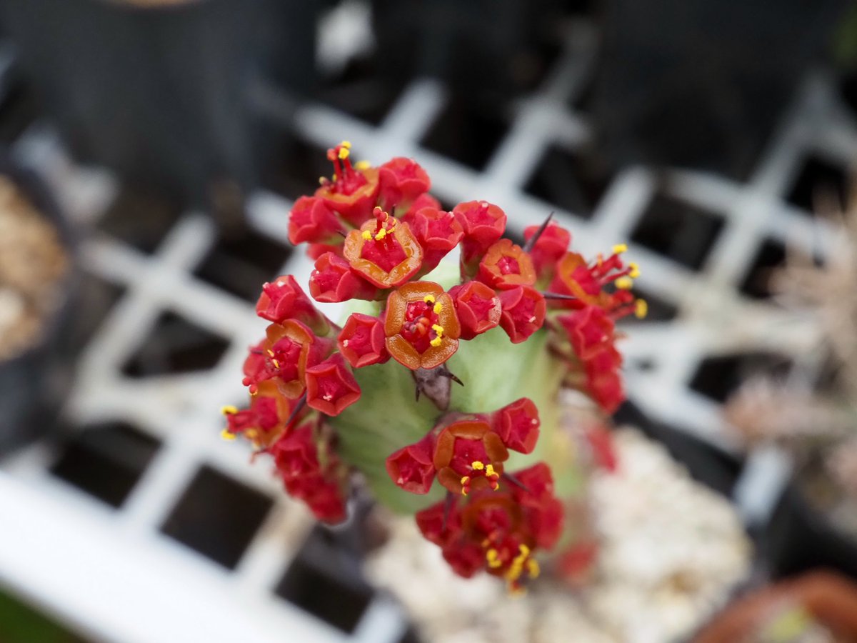 ぼびぃ tweet media