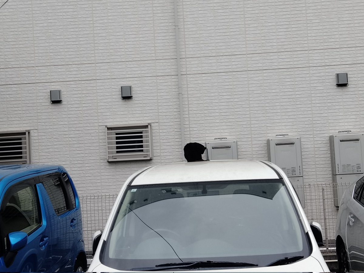 ろべると ⭐️ ✨ tweet media