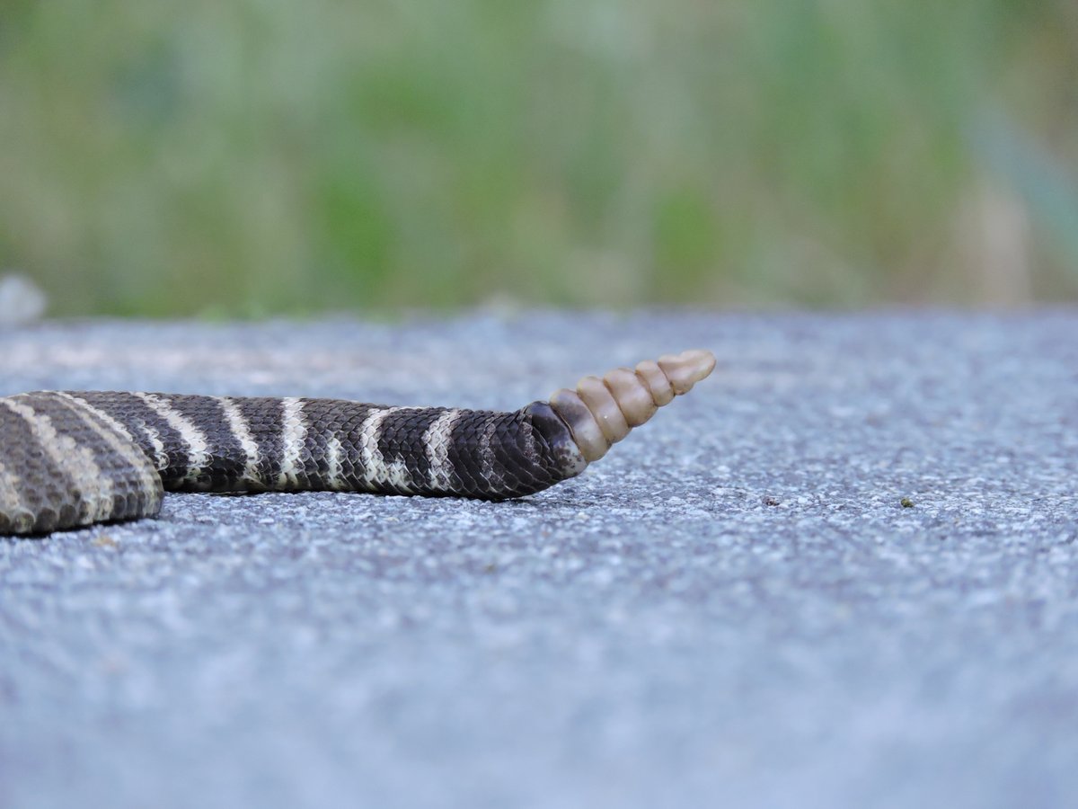 TheConservativeFurry (Adine The Vixen) tweet media