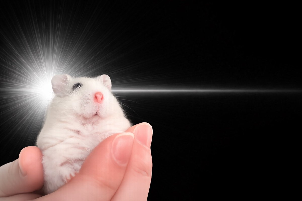 ﾊﾑｽﾀかわいい tweet media