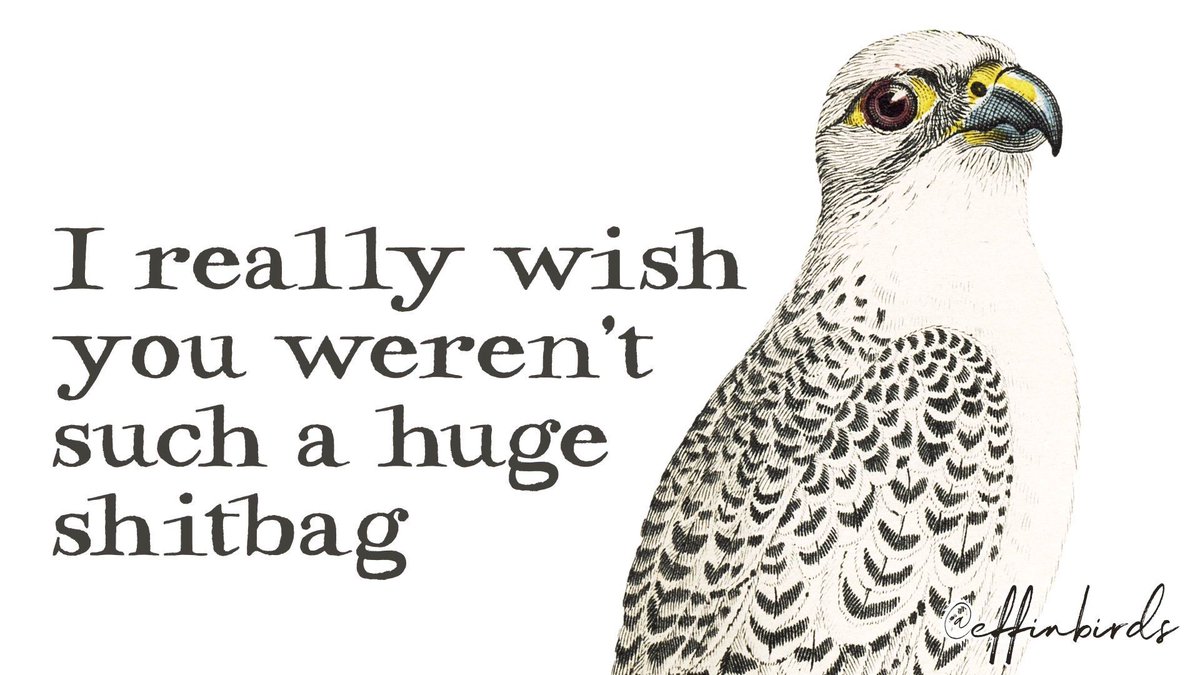 Effin' Birds tweet media