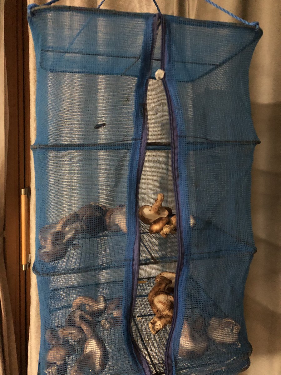 かまぼこ tweet media