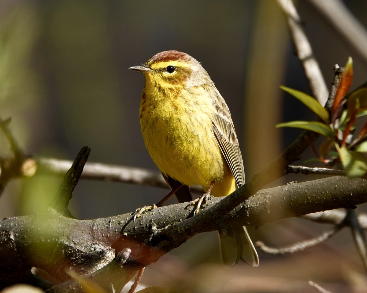 gigpalileo's tweet image. Palm Warbler 
This afternoon in Maintenance Meadow 
@CentralParkNYC 
#birdcpp
#birdwatching
#birding