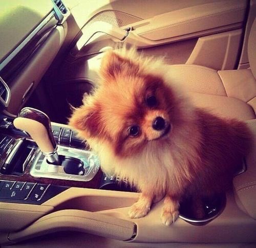 Unicorno of edtwt 🦄🛍️ (Fawn/Locket) tweet media