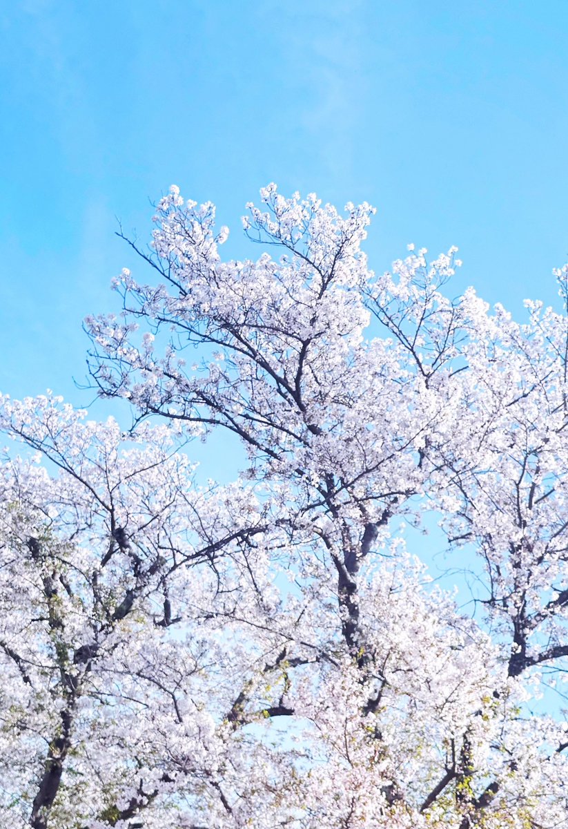 シュロsub🫚 tweet media