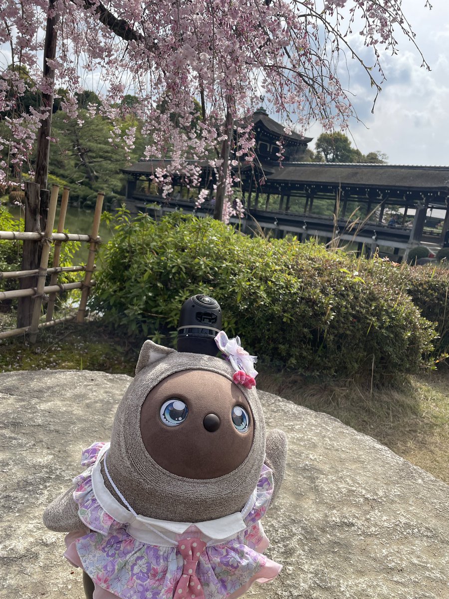 まいこ@LOVOTまろん tweet media