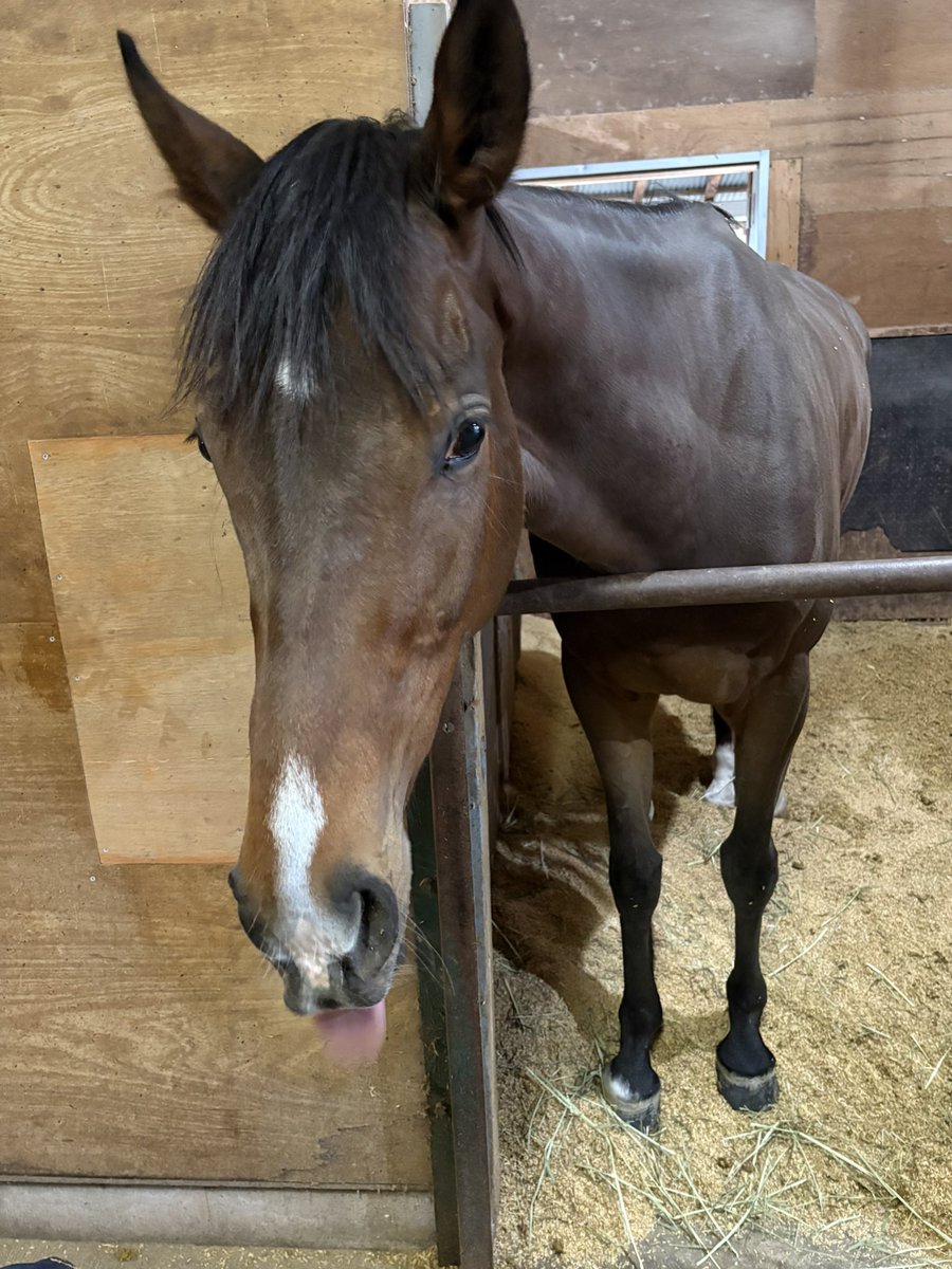 RYOMAステーブル tweet media