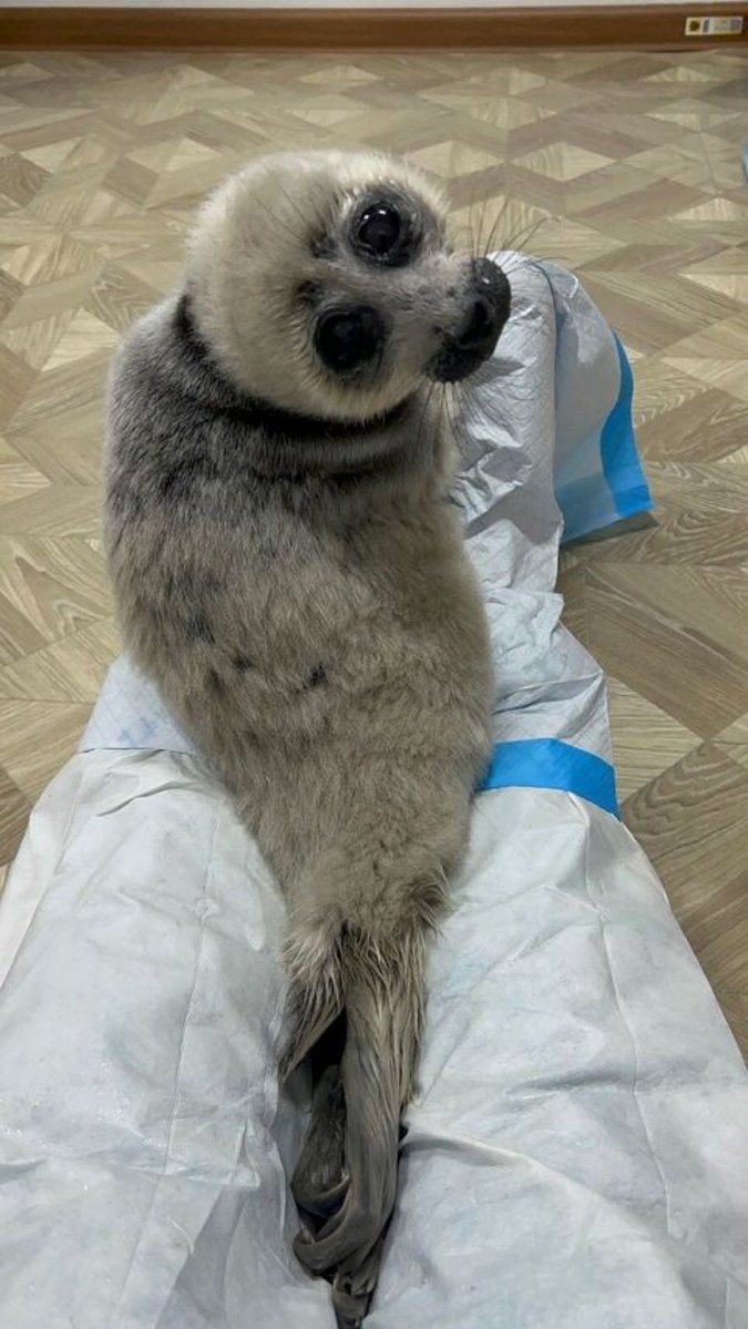 Herbuurna 🦭🇵🇷 tweet media