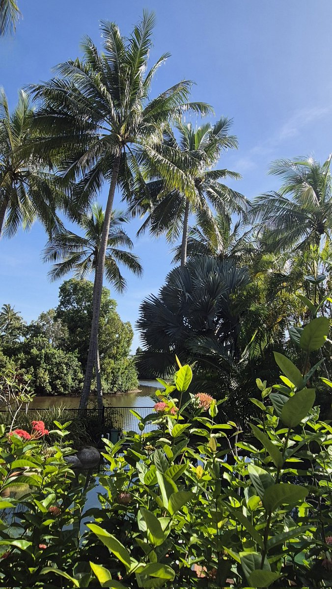 portdouglas's tweet photo. Good morning.
A balmy 28 degrees C and just a hint of a breeze.
#RHRN #PortDouglas #autumn https://t.co/9dmSqmMV7O