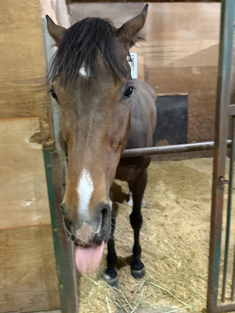 RYOMAステーブル tweet media