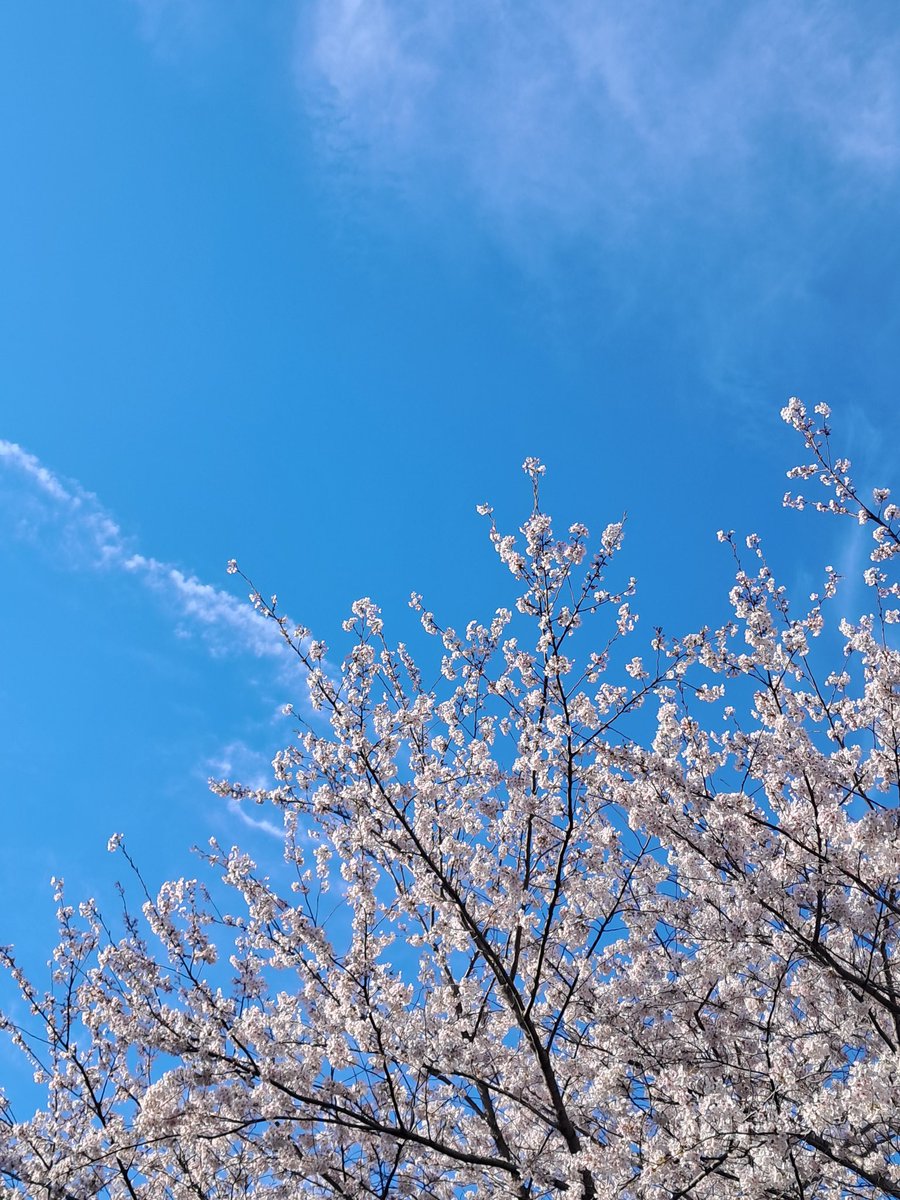 🌸