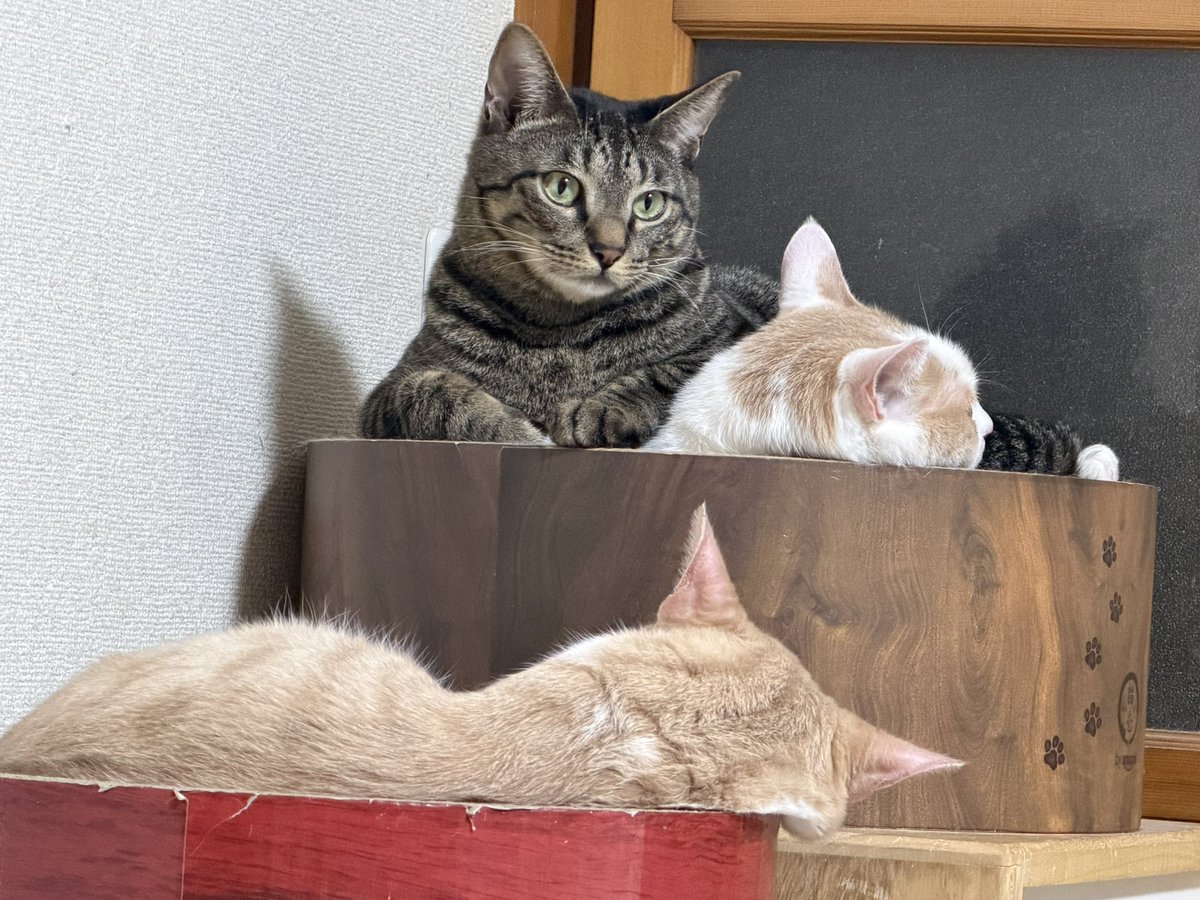 華 🐝𓂃𓈒𓏸︎︎︎︎ tweet media