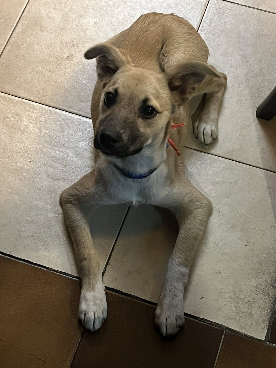 Damon Albarn tweet media