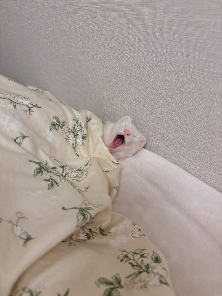 ウユちゃん tweet media