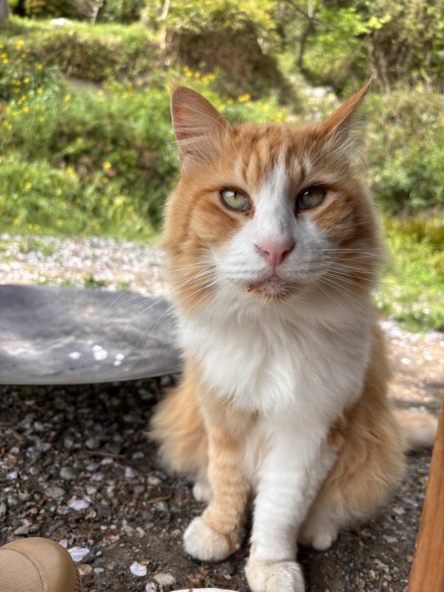 ポンコツサブロー tweet media