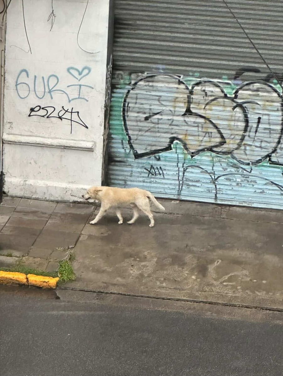 Avellaneda_Real tweet media