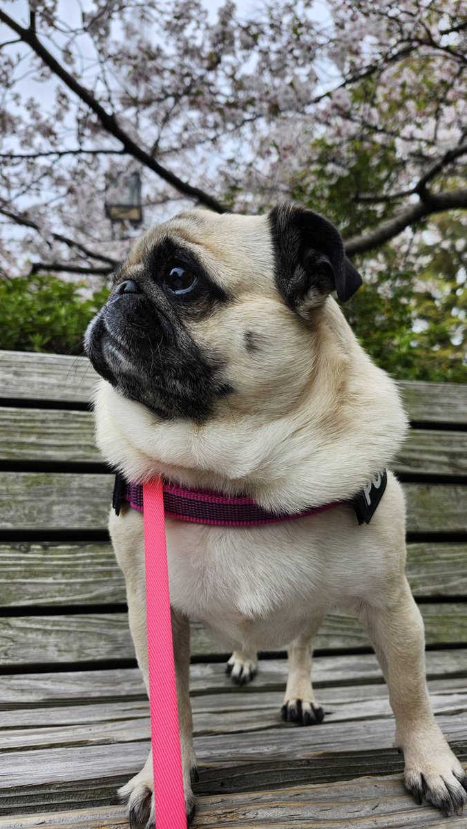 パグのぽんず tweet media