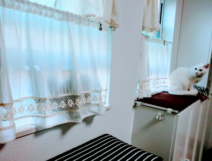 くらら🐾🐾猫漫画 tweet media