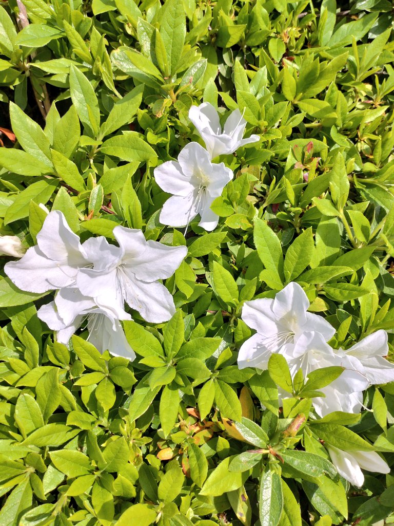 箱崎みどり（ニッポン放送）／『愛と欲望の三国志』／気象予報士／日曜21:20『いま、地球がアツい！』 tweet media