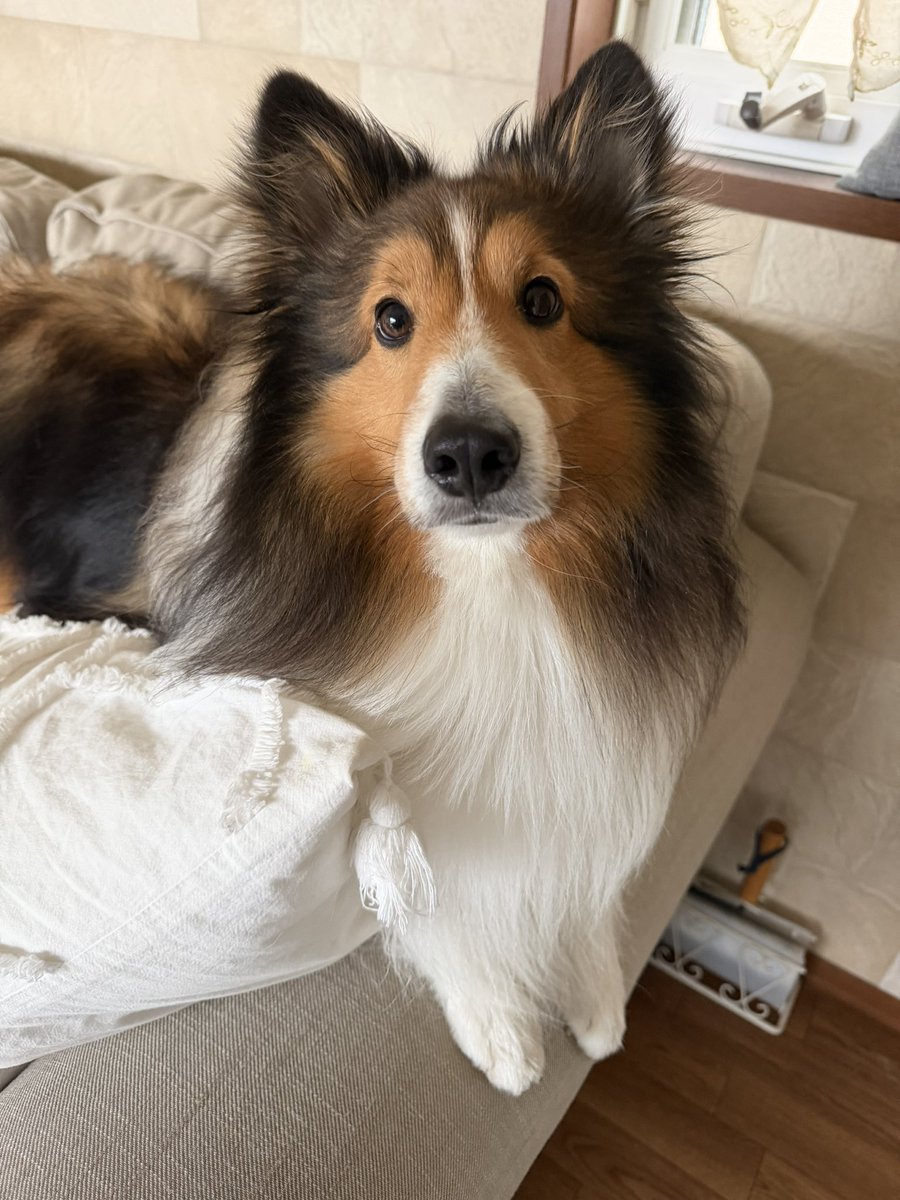 レン♡シェルティ tweet media