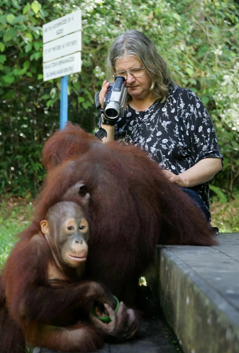 andreasharsono's tweet image. Biruté Galdikas, a primatologist who studied and preserved the lives of wild orangutans in Kalimantan, where her half-century of research made her one of the world’s leading experts on that elusive and critically endangered great ape died in Los Angeles nytimes.com/2026/04/02/sci…