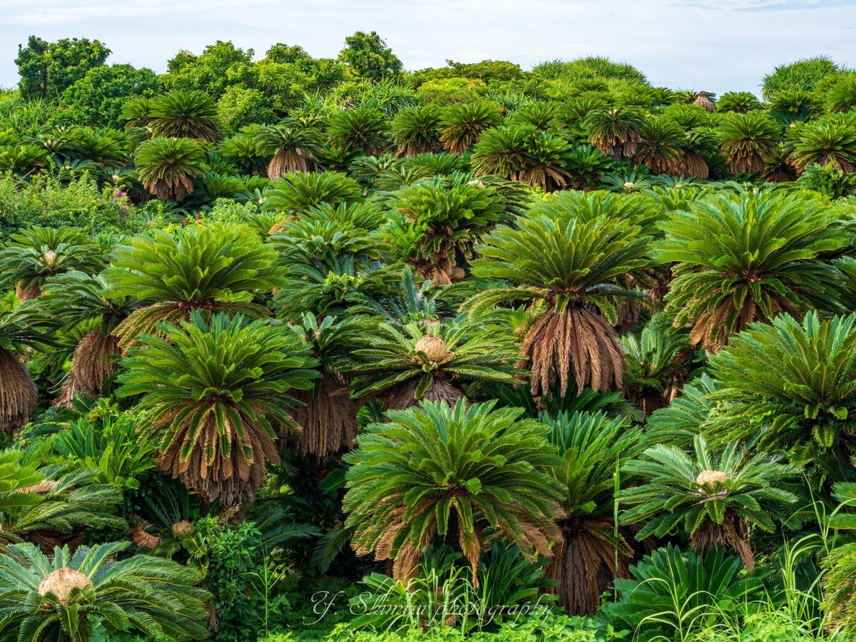 しみず（虫撮る人） tweet media