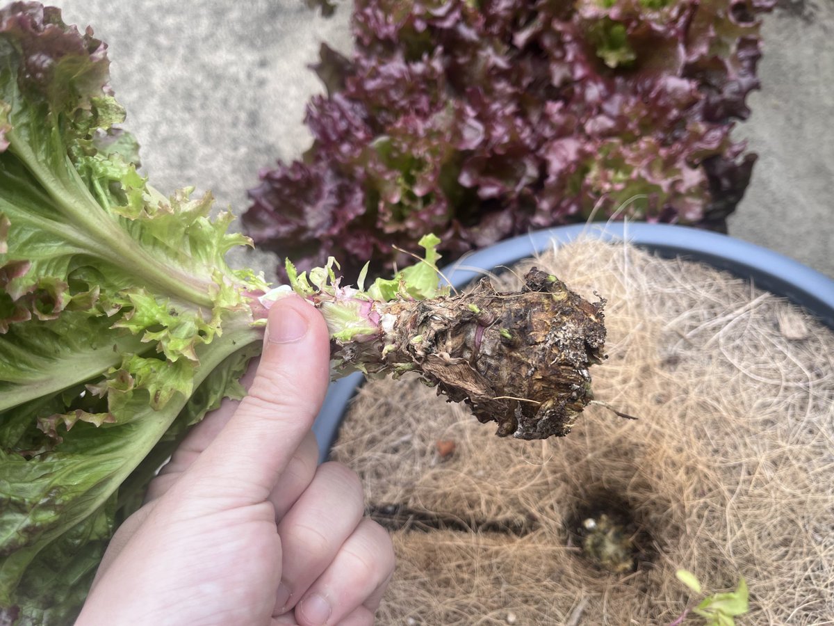 宮崎大輔🍓イチゴテック tweet media