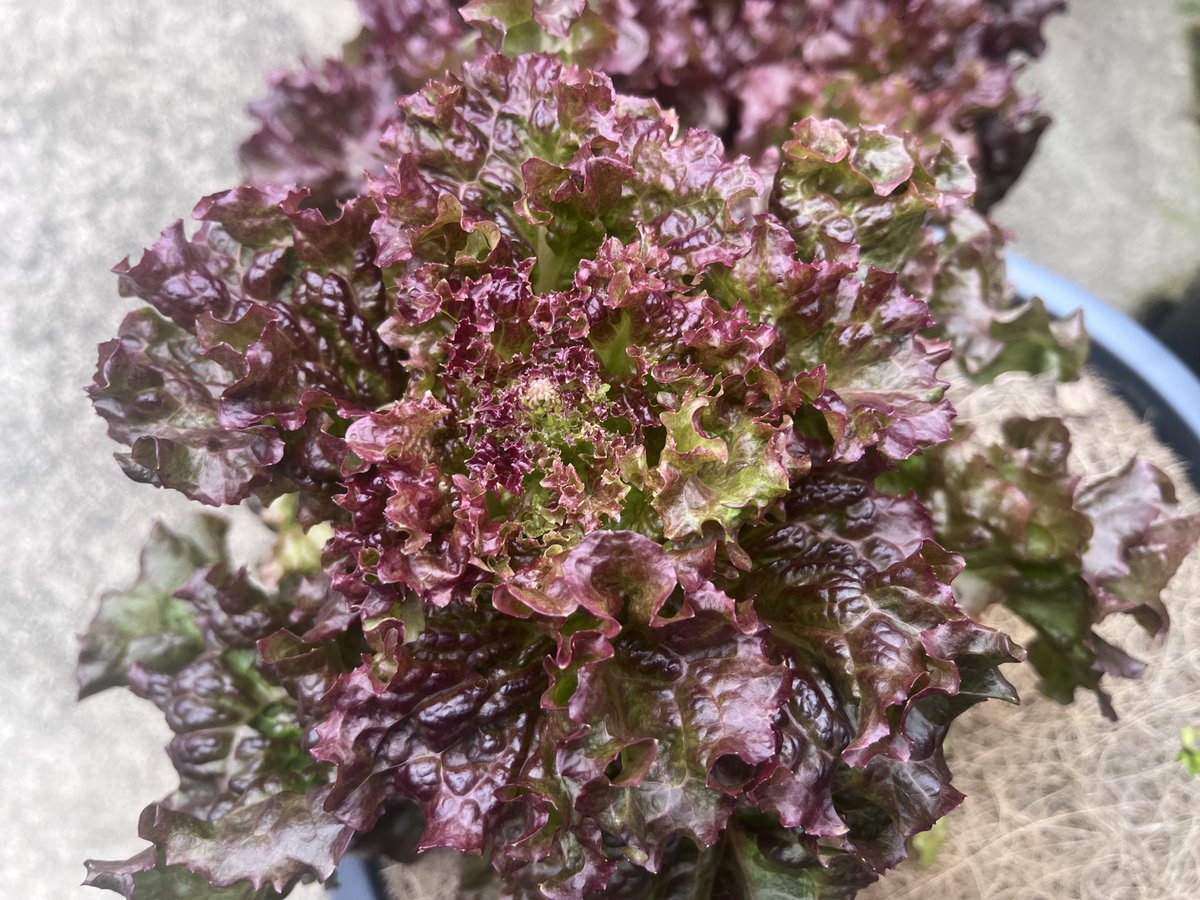 宮崎大輔🍓イチゴテック tweet media