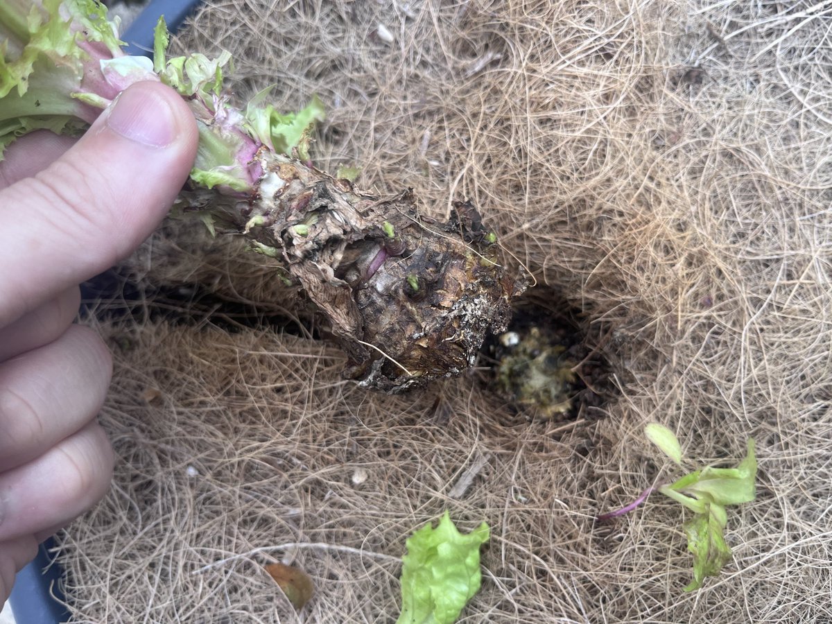 宮崎大輔🍓イチゴテック tweet media