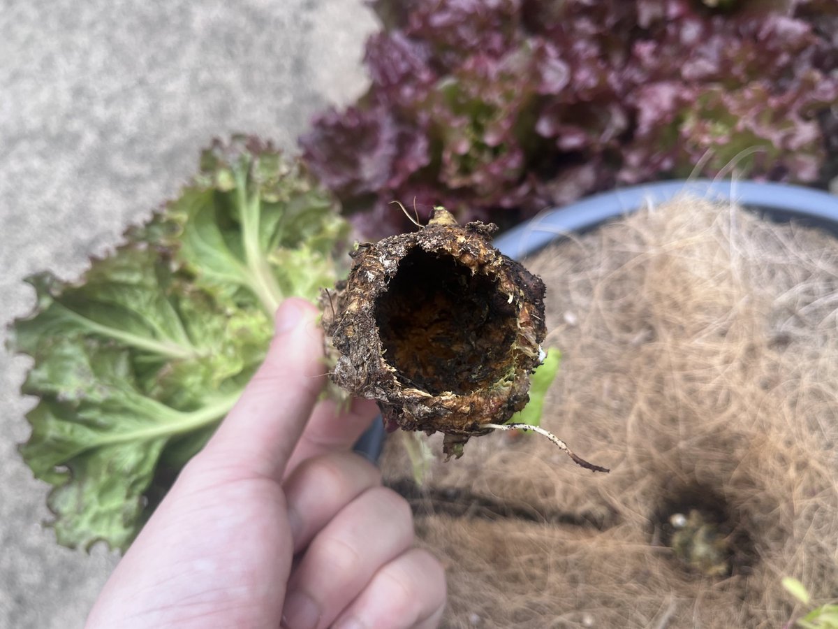 宮崎大輔🍓イチゴテック tweet media