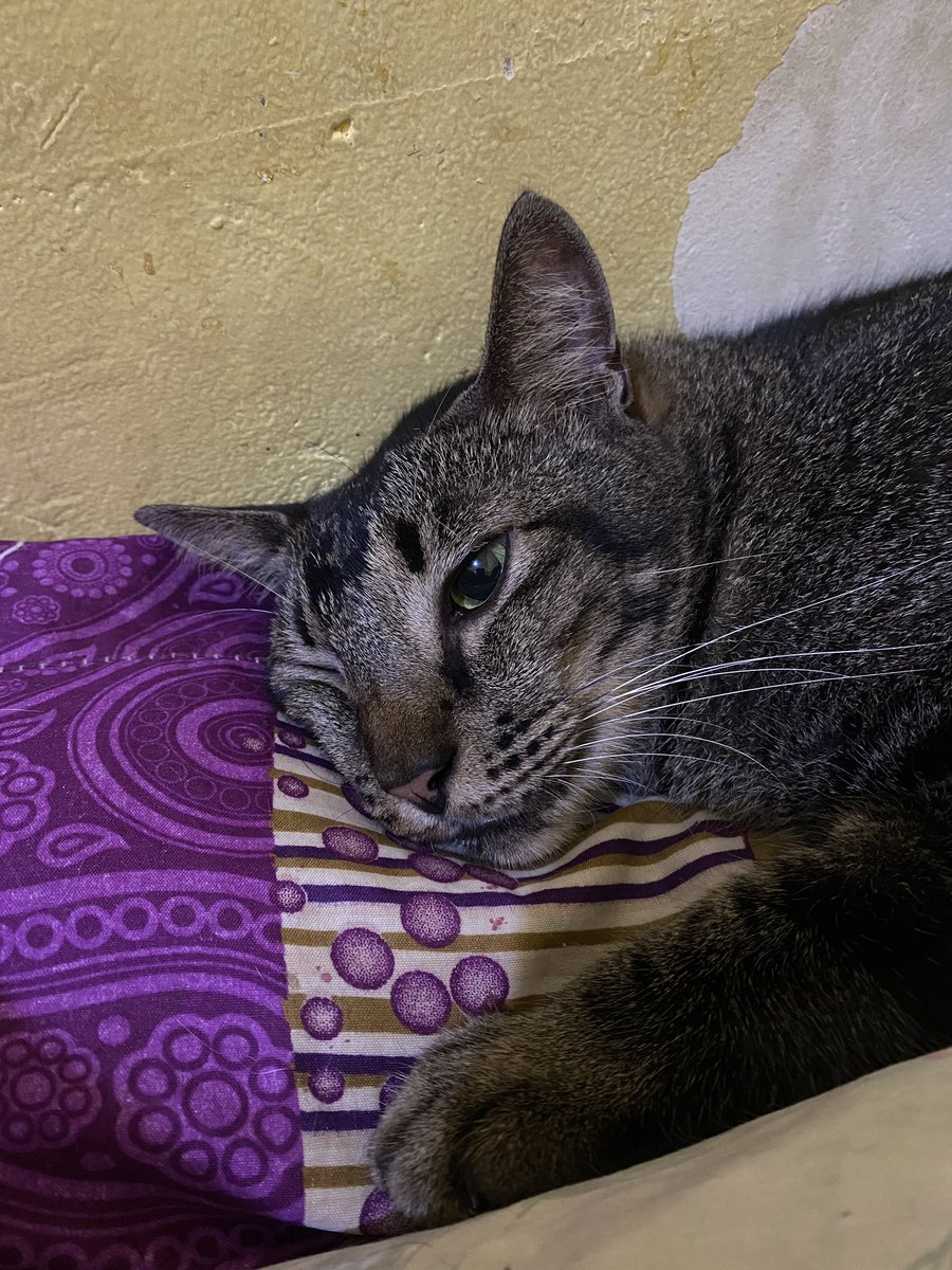 Empat M | Open Adopt Kucing Free tweet media