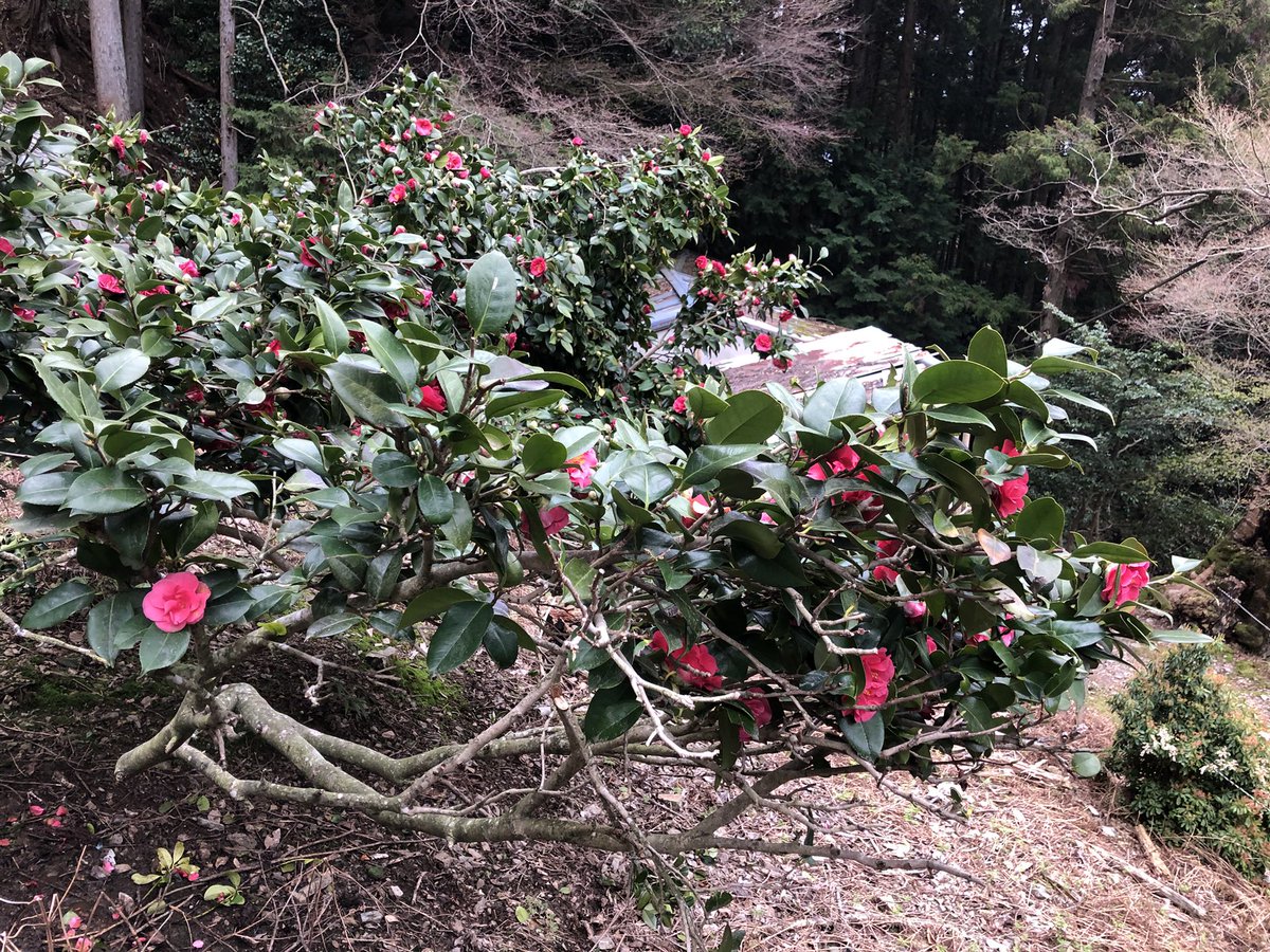 月輪寺【公式】 tweet media