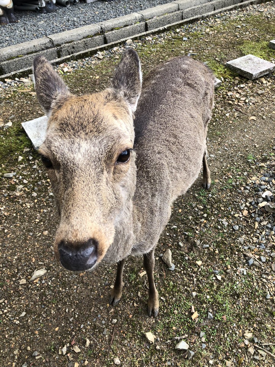 月輪寺【公式】 tweet media