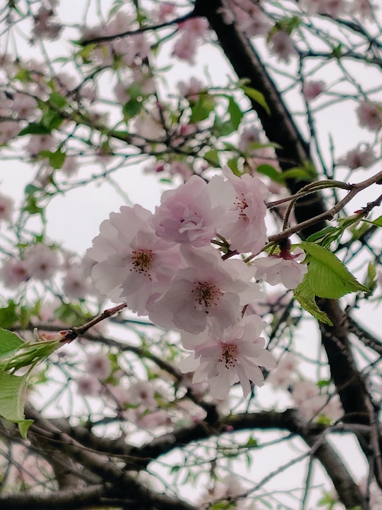 咲希⚡ tweet media