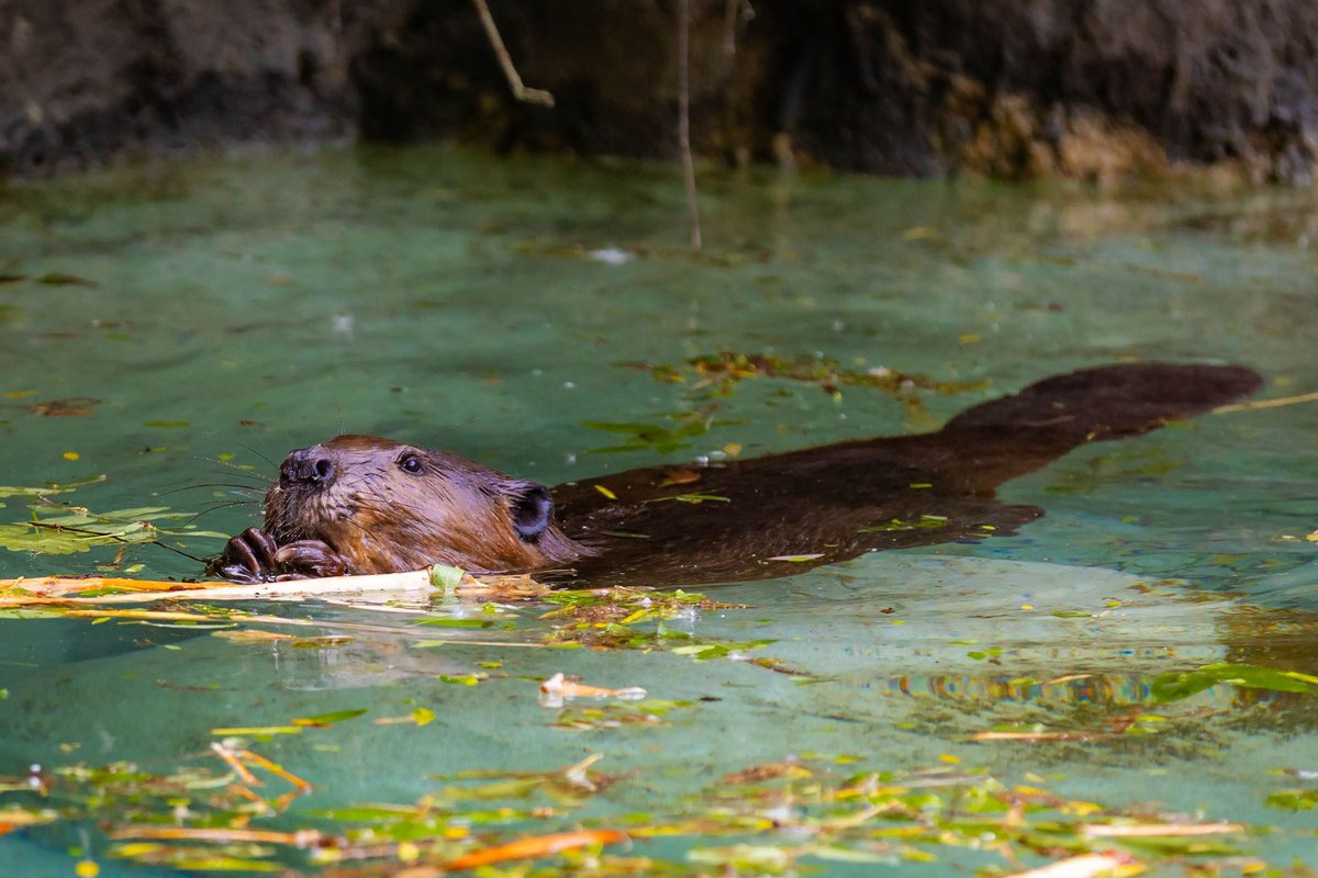 JEOL_Japan's tweet image. 4/7は International Beaver Day🦫
JEOLの「動物の毛を電子けんび鏡でみてみた」では、
ビーバーをはじめとした動物の毛を電子顕微鏡で観察できます🔬✨（約12分）
ミクロな世界での動物の毛の秘密をのぞいてみませんか！（ビーバーは約７分後に登場）
👉jeol.co.jp/corporate/scie…

#Beaver #SEM  #JEOL