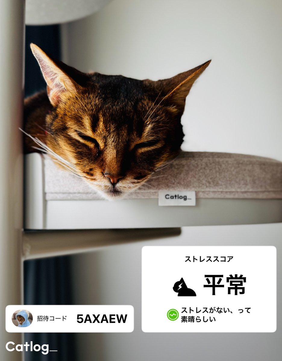 Catlog（キャトログ） tweet media