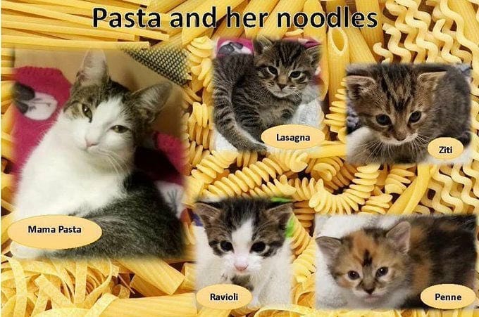 Punch Cat tweet media