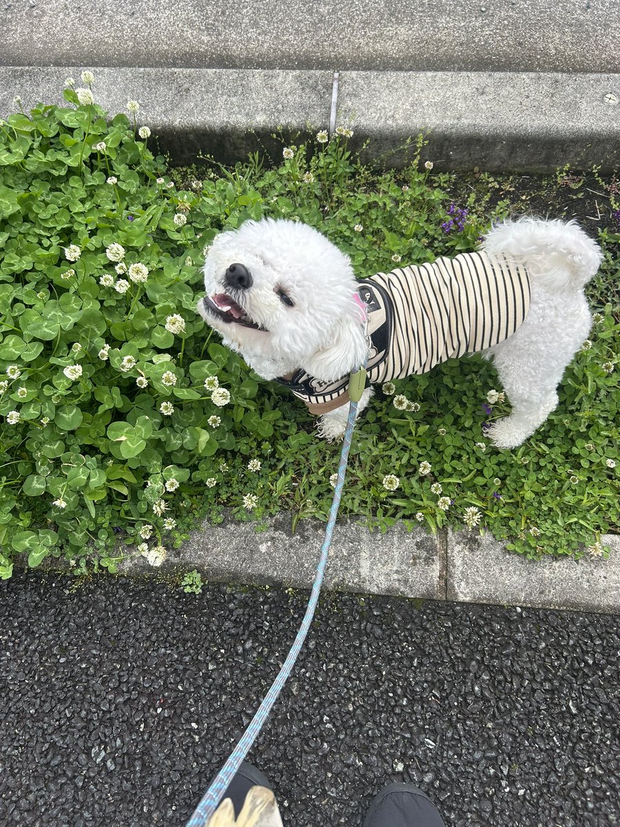 はんぺん🍢陽気な犬 tweet media