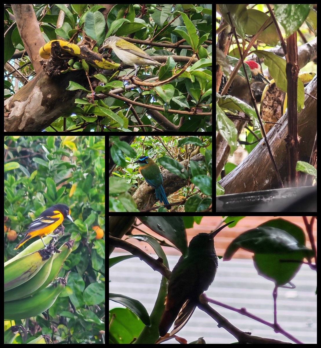 Alexander González tweet media