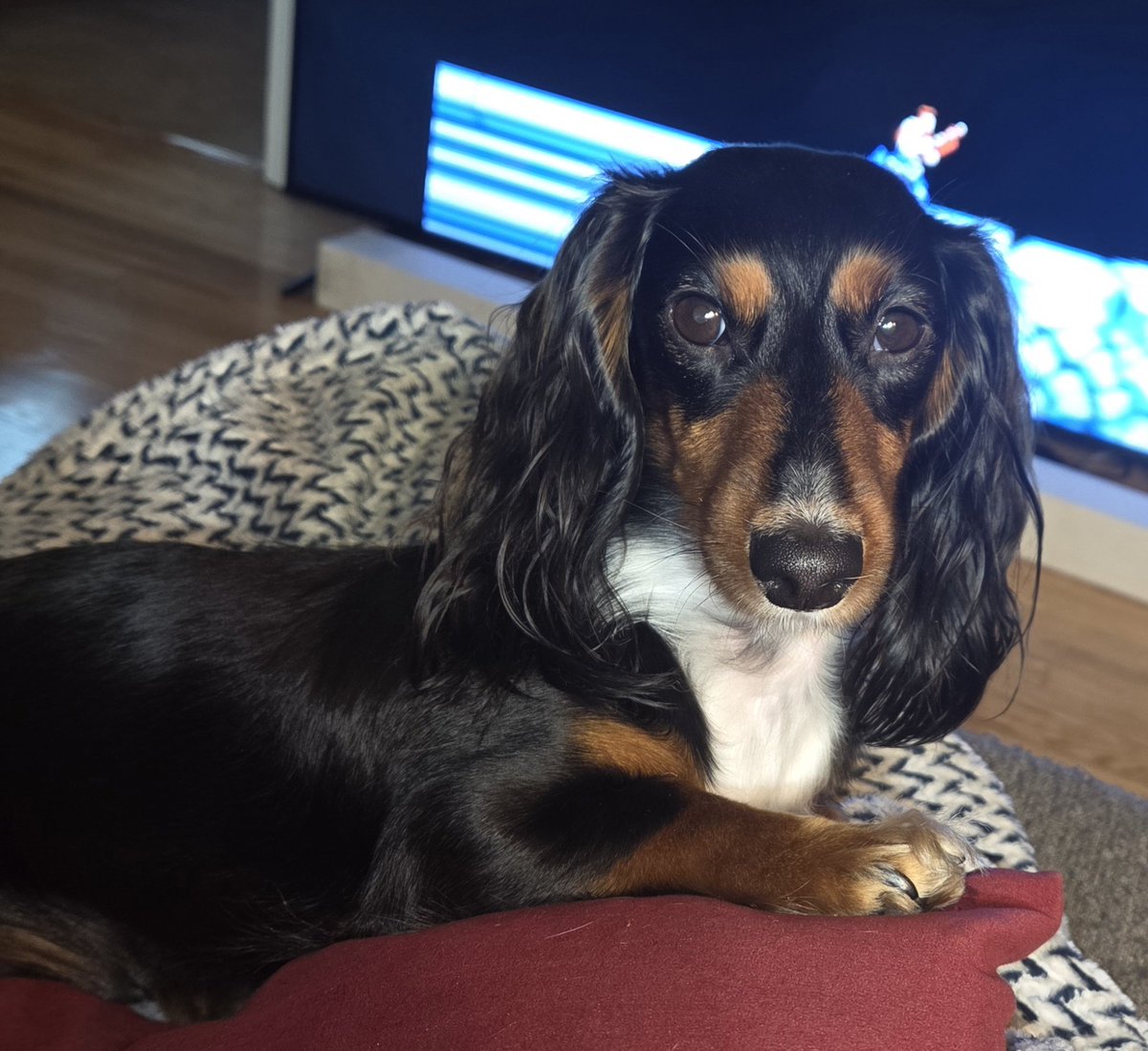 Schmutz and Heidi🏳️🌈 🇺🇦 tweet media