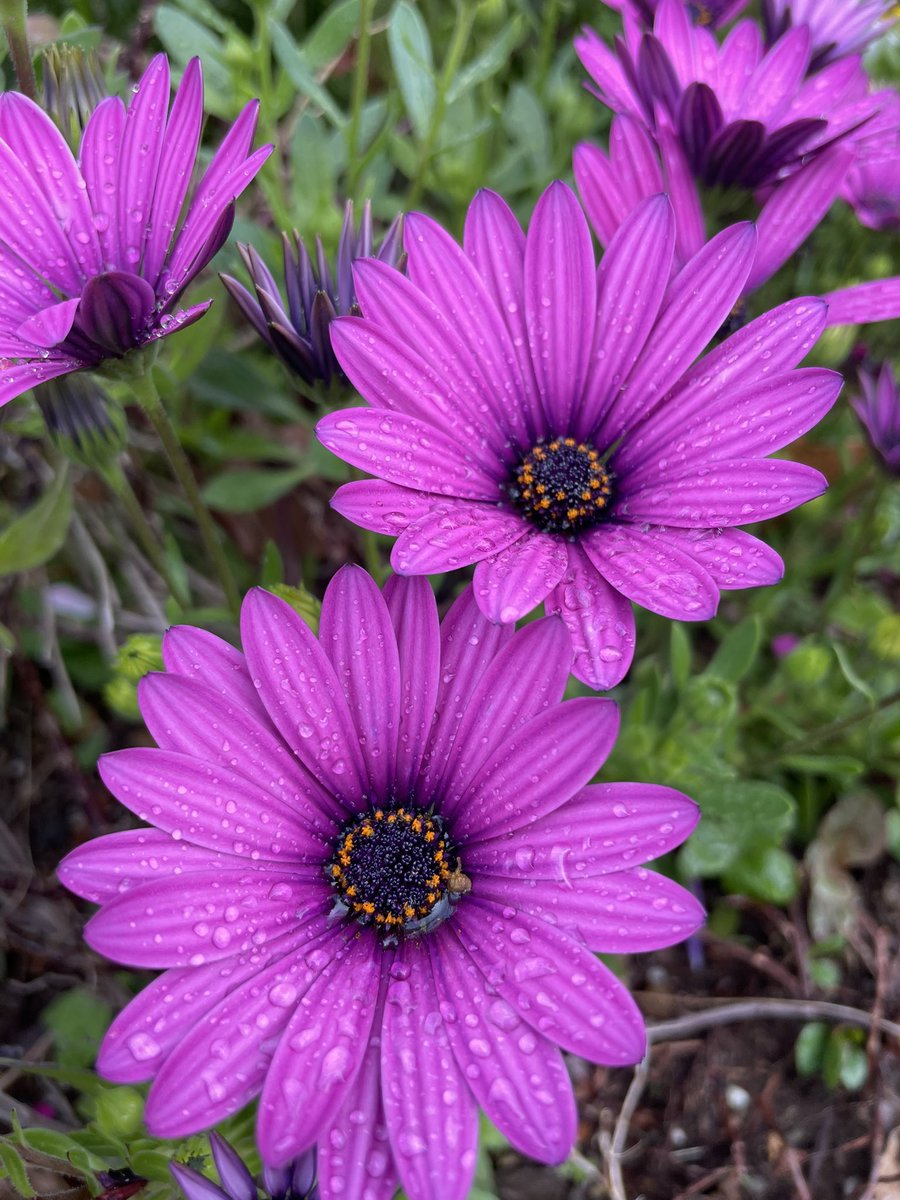 みゅうみゅう* tweet media