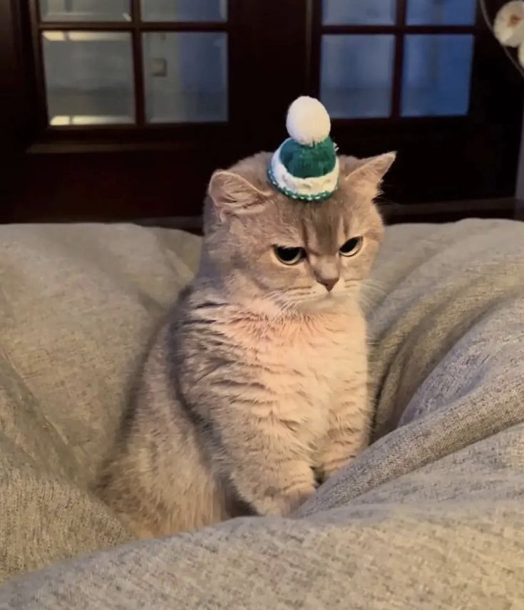 nekocatts's tweet photo. I don't like this hat 😒 https://t.co/DfLcWEyG7X